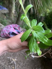 Anaphalioides trinervis