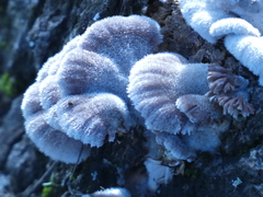 Schizophyllum commune