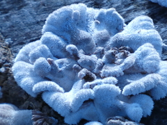 Schizophyllum commune