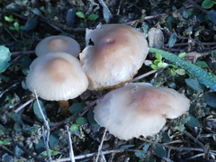 Basidiomycota