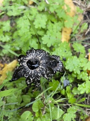 Coprinus calyptratus