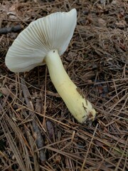 Russula pulverulenta