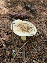 Russula pulverulenta
