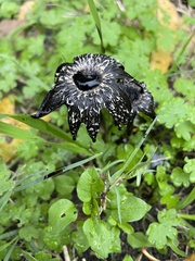 Coprinus calyptratus
