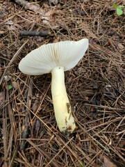 Russula pulverulenta