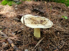 Russula pulverulenta