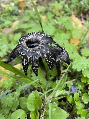 Coprinus calyptratus