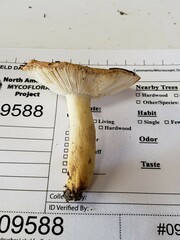 Russula pulverulenta