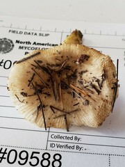 Russula pulverulenta