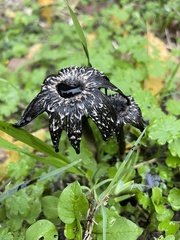 Coprinus calyptratus