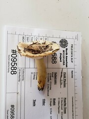 Russula pulverulenta