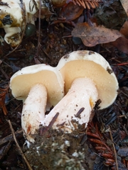 Suillus pungens
