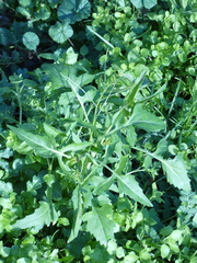 Brassicaceae