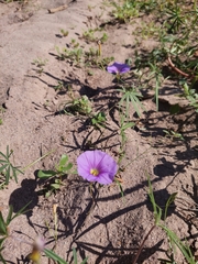 Ipomoea ternifolia leptotoma