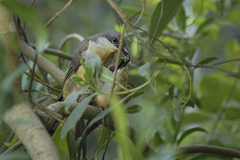 Coccyzus melacoryphus