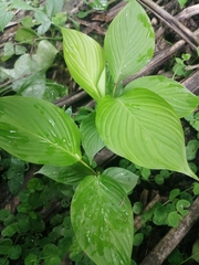 Calathea lutea