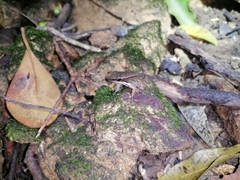 Mannophryne trinitatis