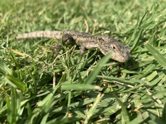 Sceloporus anahuacus