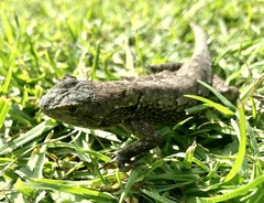 Sceloporus anahuacus
