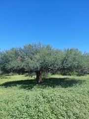 Prosopis palmeri