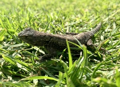 Sceloporus anahuacus