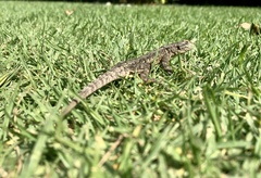 Sceloporus anahuacus