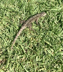 Sceloporus anahuacus