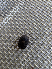 Stethaulax marmorata