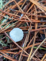 Marasmius calhouniae