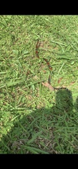 Erythrolamprus mimus