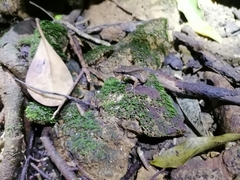 Mannophryne trinitatis