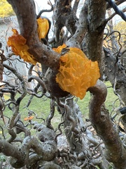 Tremella mesenterica