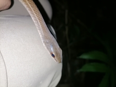 Mastigodryas boddaerti