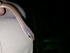 Mastigodryas boddaerti