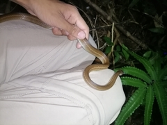 Mastigodryas boddaerti