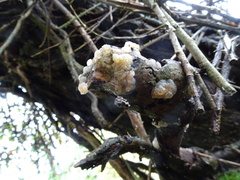 Myxarium nucleatum