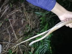 Mastigodryas boddaerti