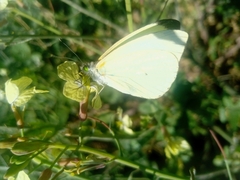 Leptophobia aripa elodia