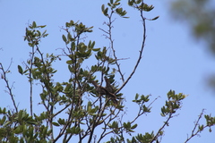 Campylorhynchus yucatanicus