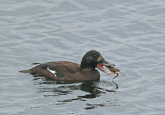 Melanitta fusca