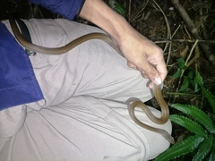 Mastigodryas boddaerti