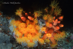 Tubastraea coccinea