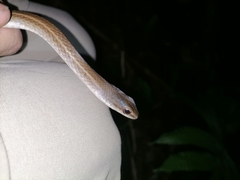 Mastigodryas boddaerti