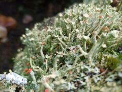 Cladonia polydactyla