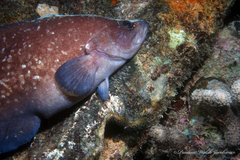 Rypticus saponaceus