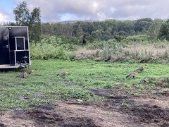 Theristicus melanopis