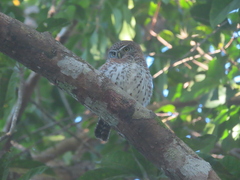 Glaucidium siju