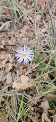 Symphyotrichum pratense