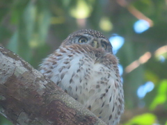 Glaucidium siju