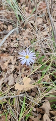 Symphyotrichum pratense